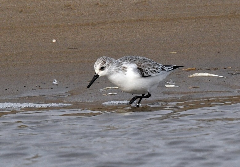 Drieteenstrandloper