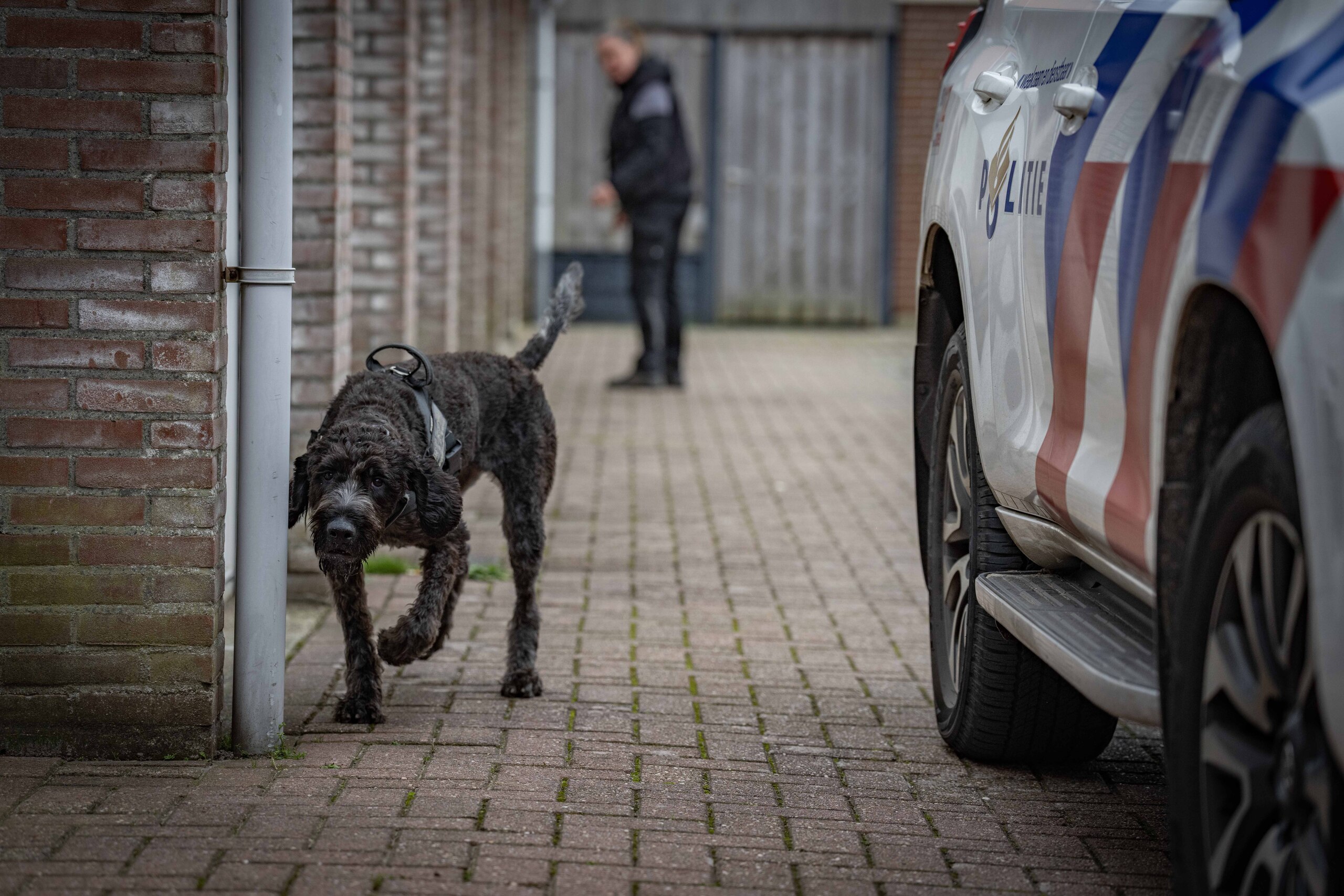 Een speurhond snuffelt