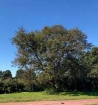 Boswilg –Salix caprea