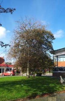 Hollandse linde- Tilia × vulgaris