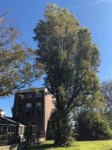 Italiaanse populier- Populus nigra ‘Italica’