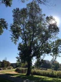 Canadese Populier- Populus canadensis